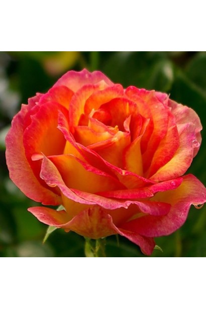 Троянда Верано – вогняний жовтий відтінок